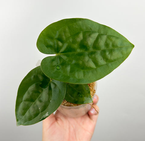 Anthurium Besseae aff x Luxurians D (Thailand)