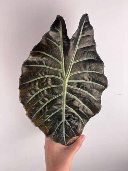 Alocasia suhirmaniana sp Sulawesi