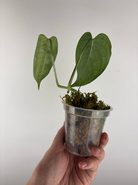 monstera siltepecana el salvador