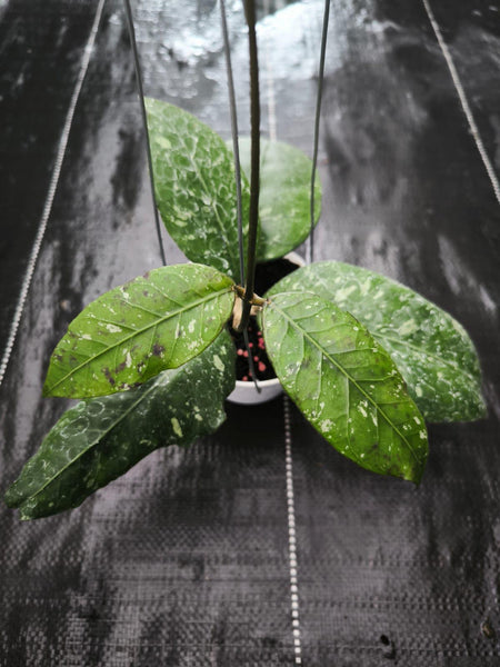 Hoya Sp aceh terry sword unacclimated