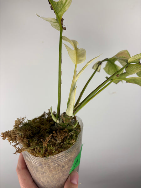 rhaphidophora tetrasperma white monster - multiple growth points