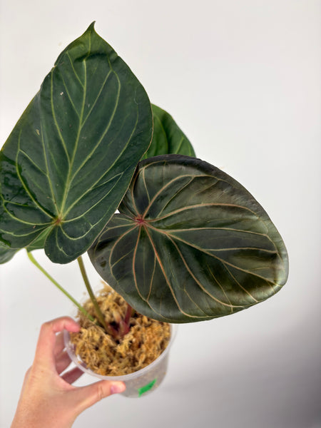 Anthurium king of spades large B
