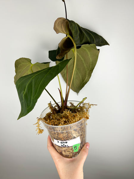 Anthurium Xone x papillilaminum B