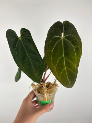 Anthurium blue papi seed 15