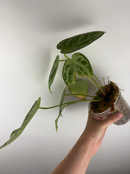 Anthurium silver butterfly