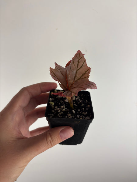 Begonia lamoon