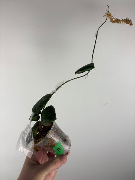 hoya cinnamomifolia x imbricata A