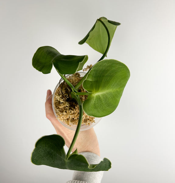 Philodendron rugosum E