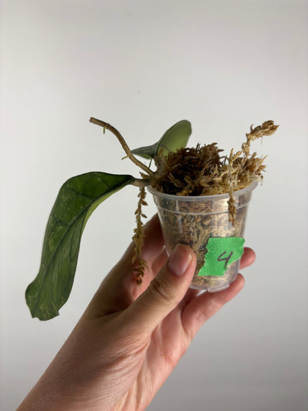 Hoya Clemensiorum Borneo splash 4