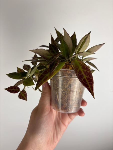 Hoya praewa full plant