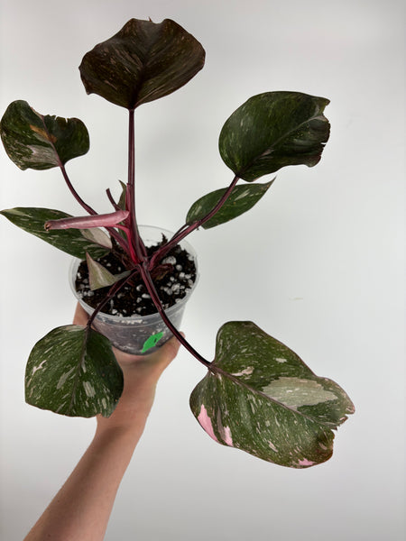 Philodendron pink princess marble galaxy 1