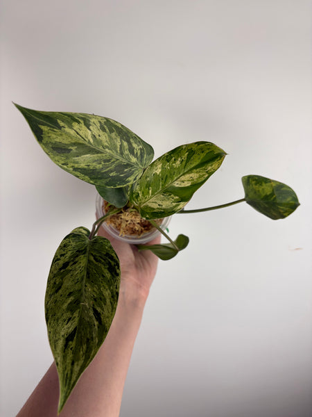 Philodendron emerald queen A