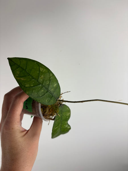 Hoya sp aceh tamiang C