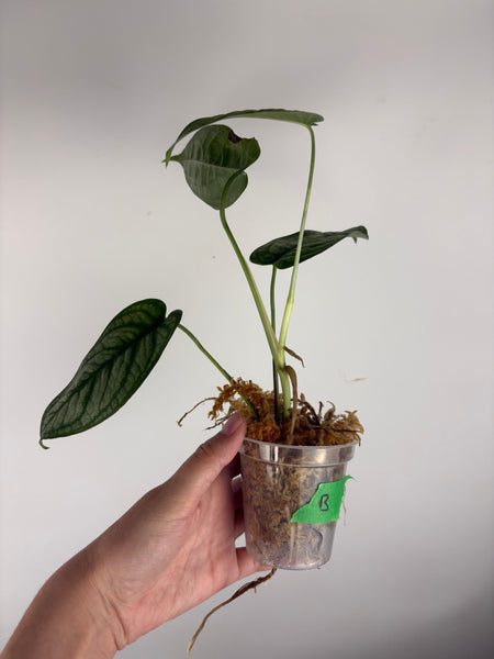 monstera siltepecana el salvador b