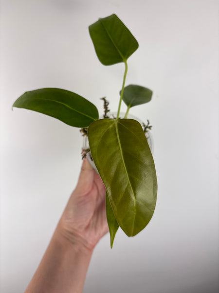 Anthurium Black sweet x farcatum A