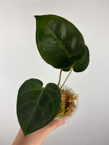 Anthurium hoffmanii x AOS 7