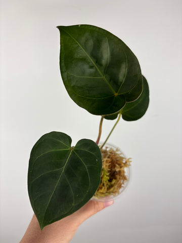 Anthurium hoffmanii x AOS 7