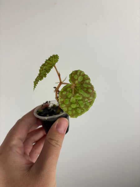 Begonia Chlorosticta Red