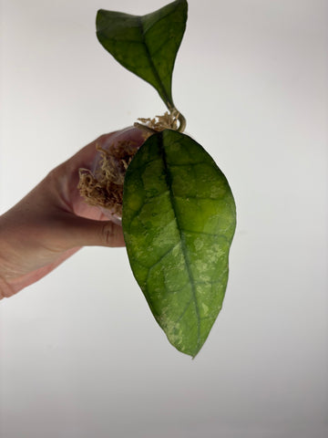 Hoya Clemensiorum Borneo splash 5