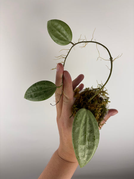 Hoya Glabra silver