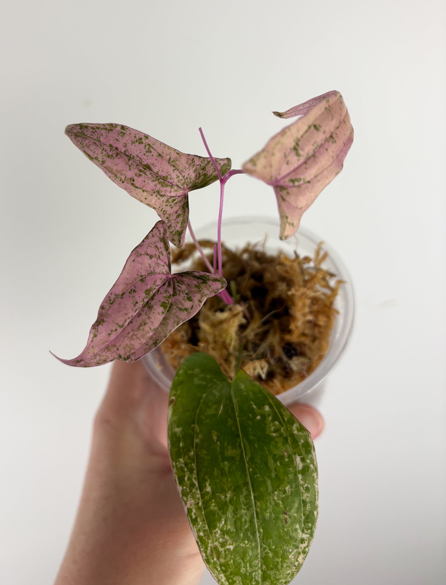 Dioscorea pixel pink