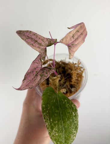 Dioscorea pixel pink