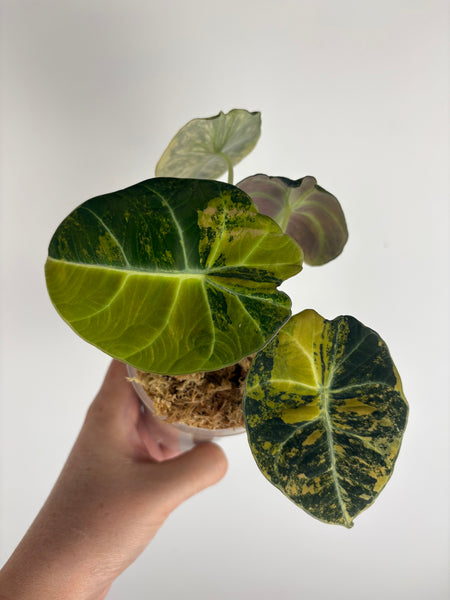 Alocasia black velvet gold (Thailand)