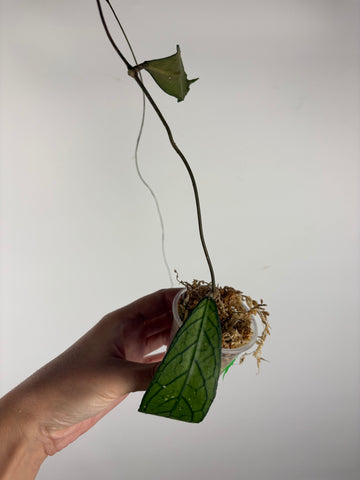 Hoya tanggamus patok besi 4