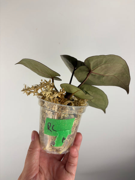 Anthurium red crystal