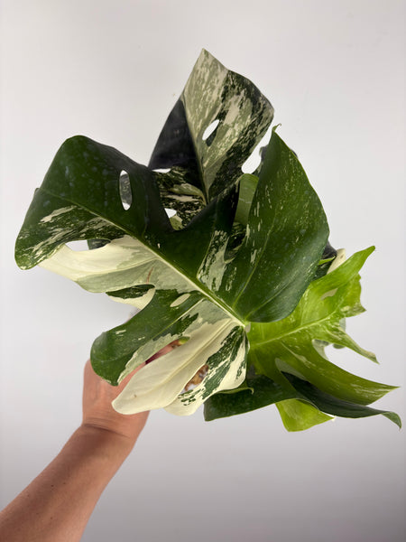 Monstera albo 2