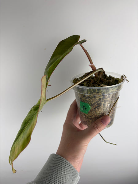 philodendron paraiso albo A
