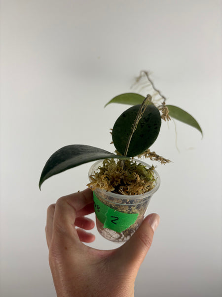 Hoya KSB08 silver 2