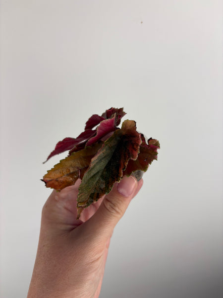 begonia ginny galaxy variegated B