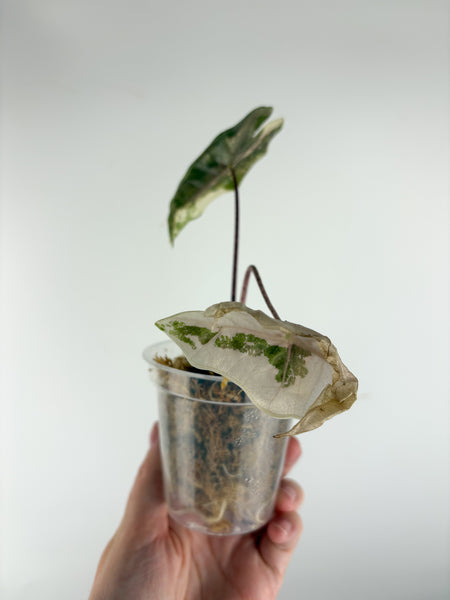 Alocasia pseudo sanderiana pink variegated A