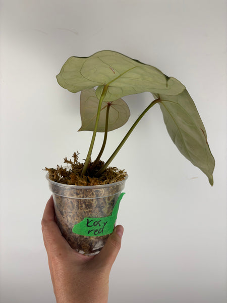 Anthurium kos x red crystal 1