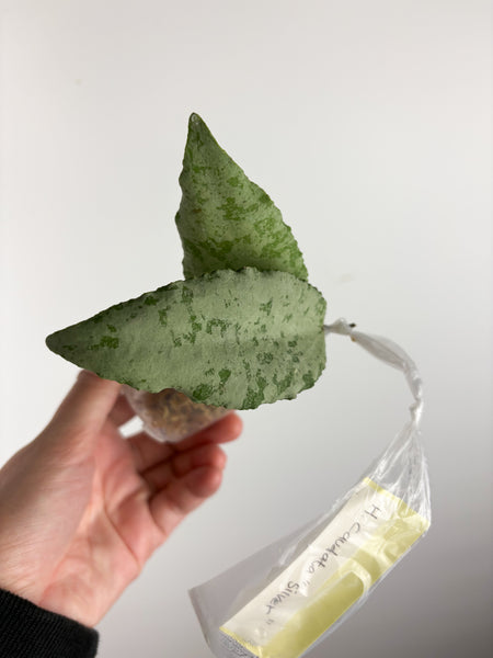 hoya caudata silver C