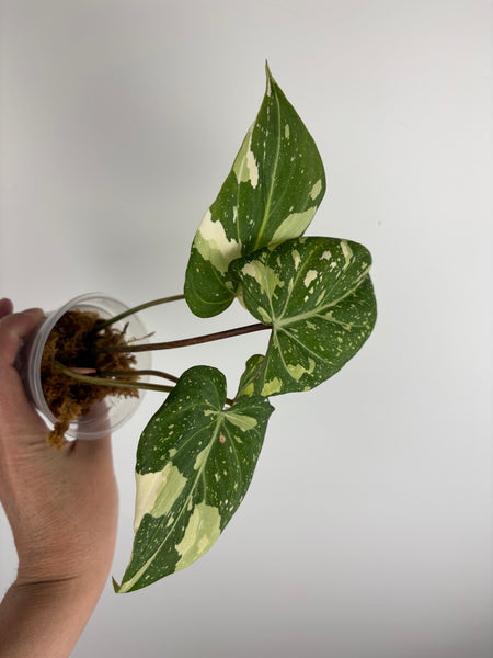 Philodendron gloriosum variegated small plant B