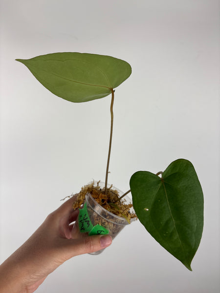 Anthurium velvet mask x papillilaminum 8