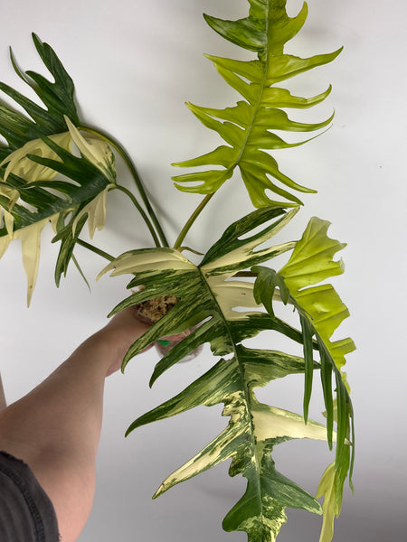 Florida beauty x tortum (Thailand) A - huge plant
