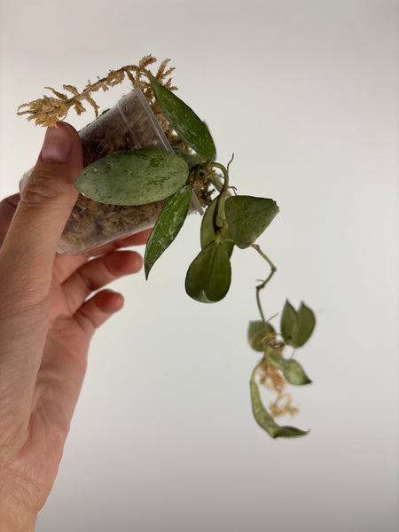 Hoya lacunosa sulcata 1