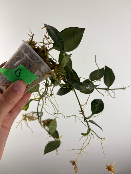 hoya lacunosa nirwana B