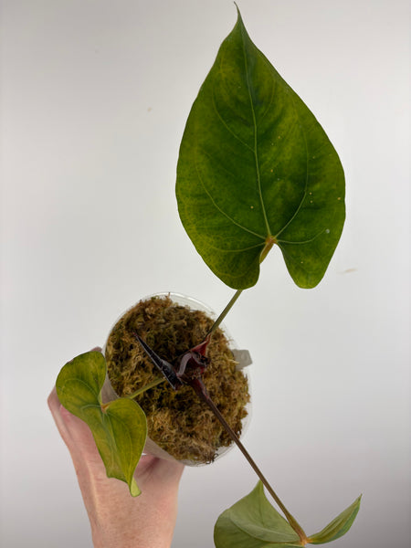 Anthurium papillilaminum x dressleri x portillae NSE A AS IS