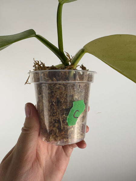 Philodendron silver sword variegated C top cut