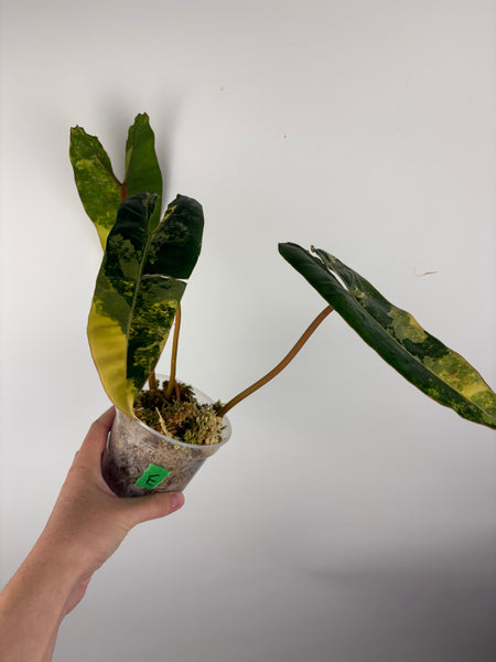 Philodendron billietiae variegated E
