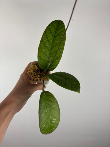 Hoya Meredithii Sp Aceh 2B