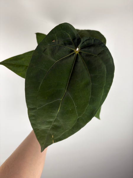 Anthurium magnificum x red dark phoenix