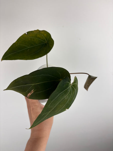Anthurium red spider B