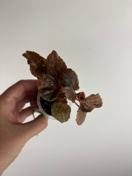 begonia cucullata pink variegated A