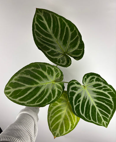 Anthurium Silver blush x (hu x red crystal) - large plant