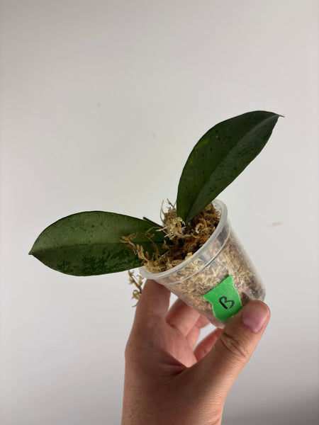 hoya blizzard B